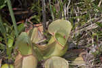 Purple pitcherplant